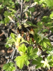 Bombus bifarius
