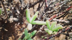 Trichodiadema setuliferum