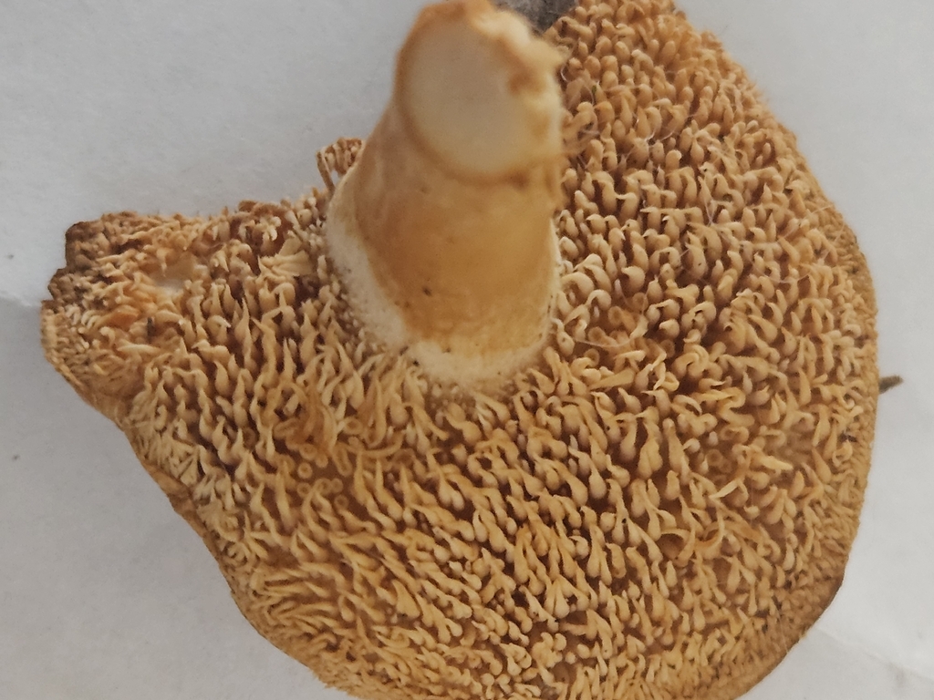 Hydnum umbilicatum · December 2025 · photo: © willingarden (iNaturalist, cc-by)