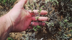 Trichodiadema setuliferum