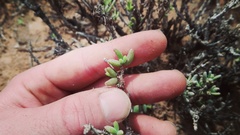 Trichodiadema setuliferum