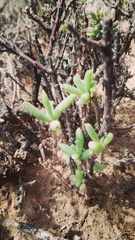 Trichodiadema setuliferum