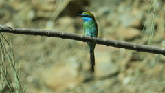 Merops cyanophrys
