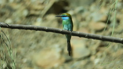 Merops cyanophrys