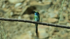 Merops cyanophrys