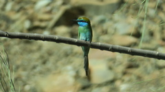 Merops cyanophrys