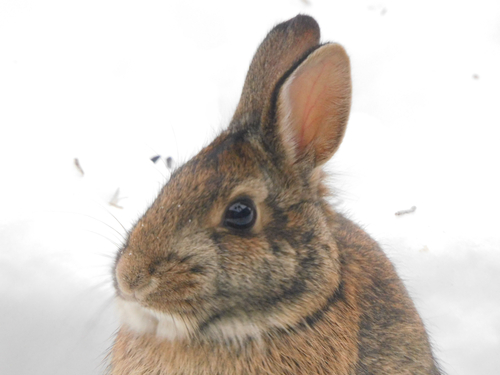Eastern Cottontail photographed in Wisconsin