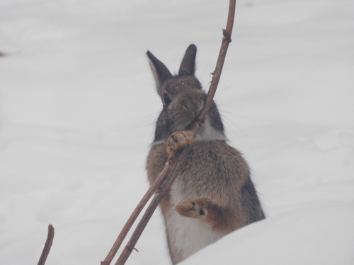 Eastern Cottontail photographed in Wisconsin