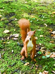 Sciurus vulgaris