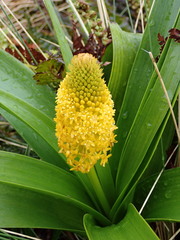 Bulbinella rossii
