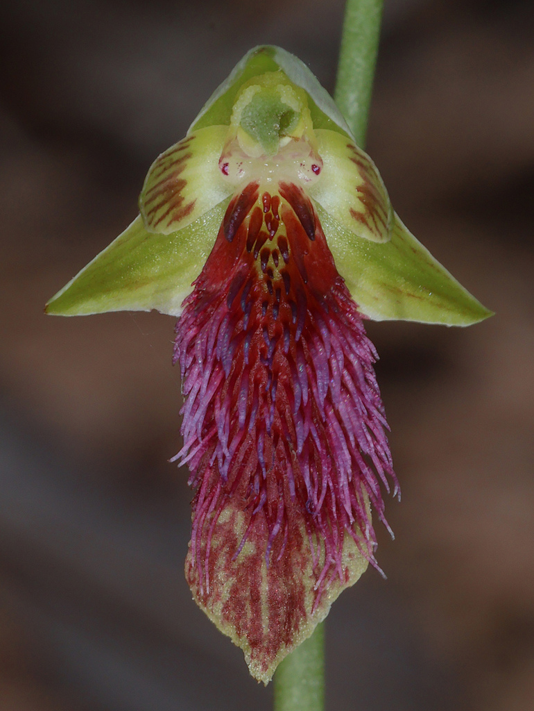 Calochilus caesius