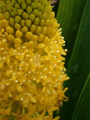 Bulbinella rossii