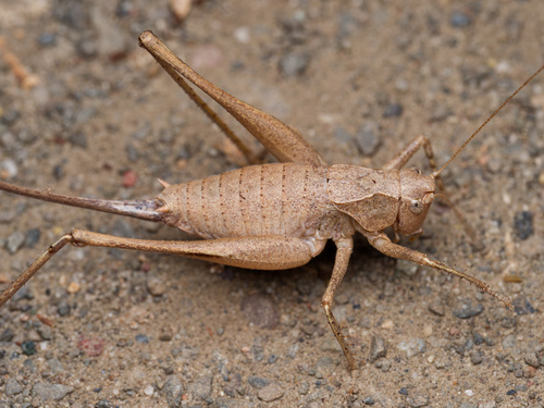 Idionotus