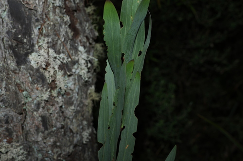 Blunt leaf Wattle (Acacia obtusifolia)