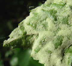 Acalitus longisetosus