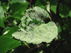 Acalitus longisetosus