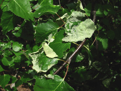 Acalitus longisetosus