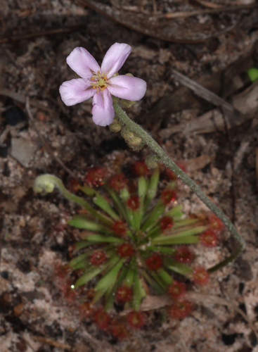 Drosera fulva (Drosera fulva)