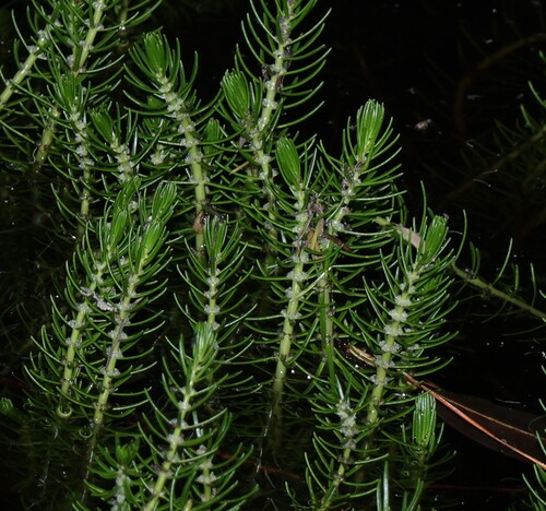 upright water-milfoil (Myriophyllum crispatum)