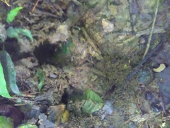 Tapirus terrestris