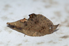 Typhonoya longipennis