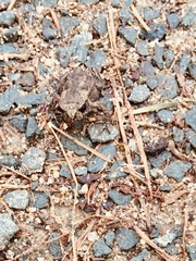 Bufo bufo