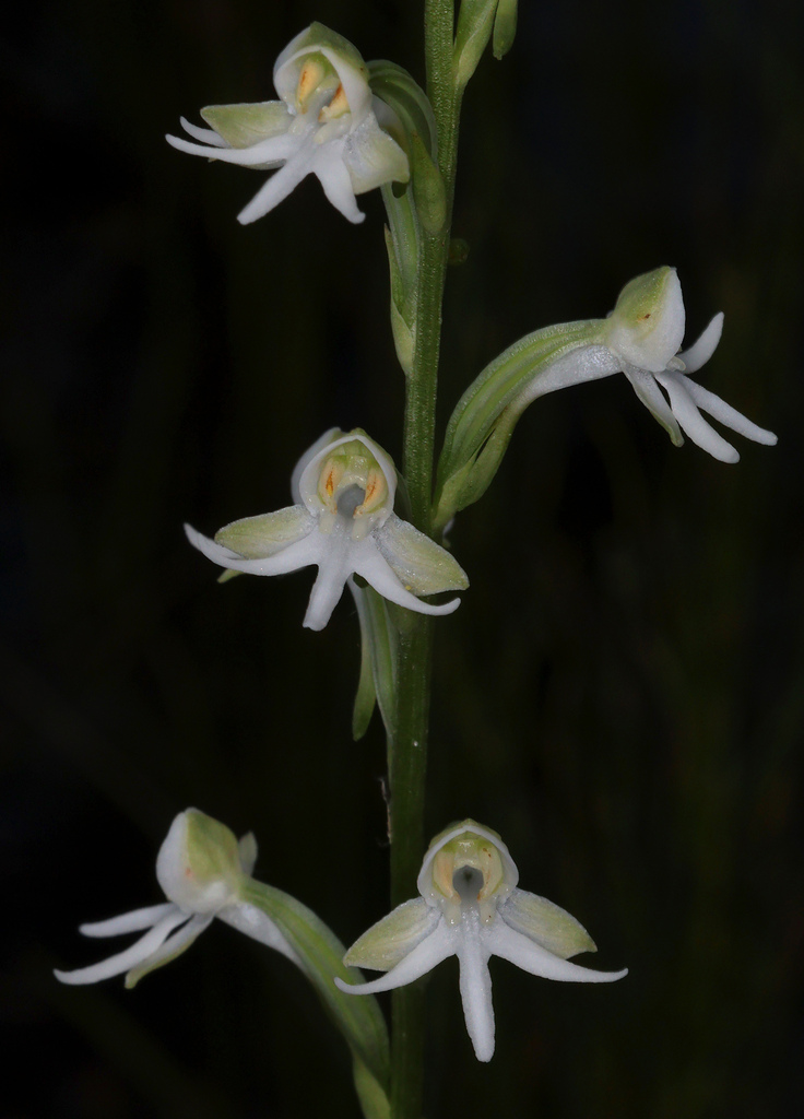Habenaria halata