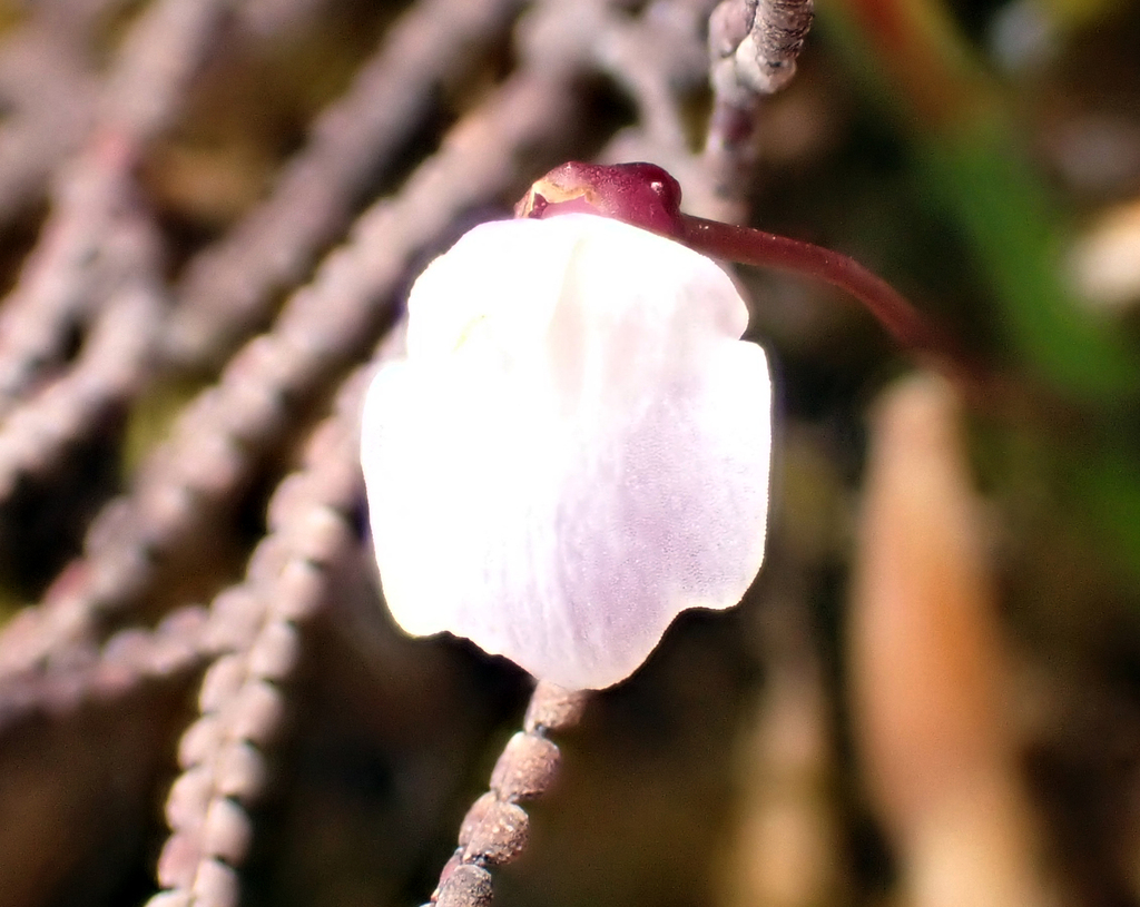 Utricularia delicatula Cheeseman 2