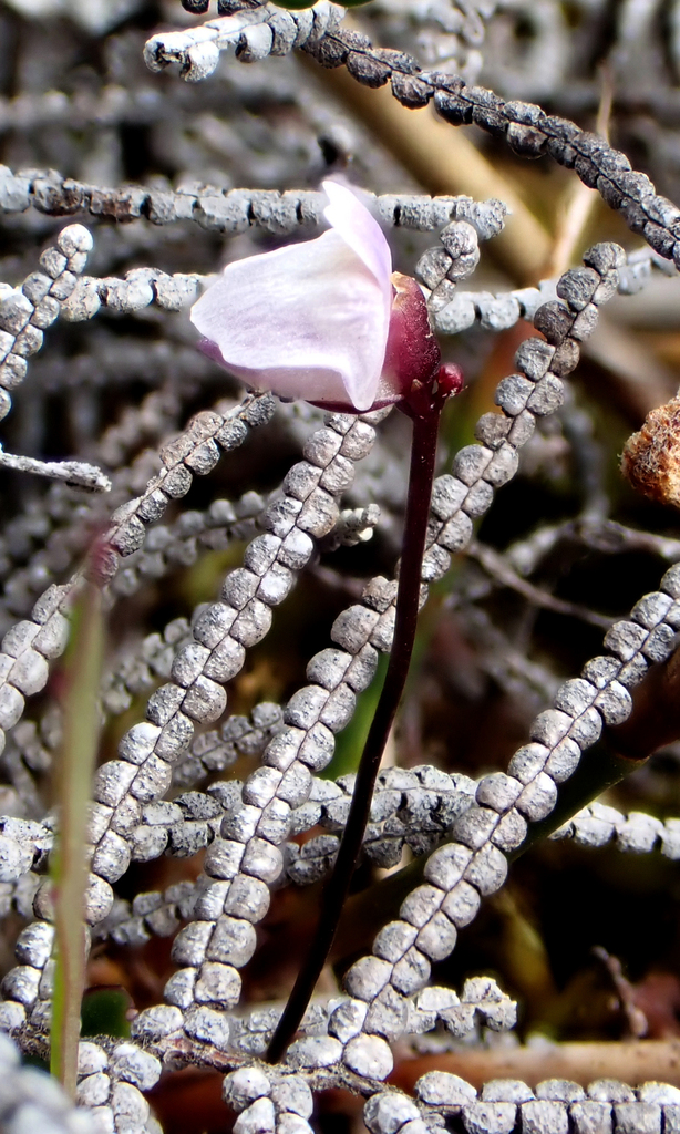 Utricularia delicatula Cheeseman 3
