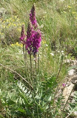 Oxytropis kasakorum