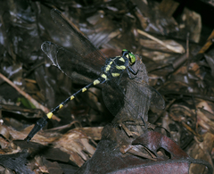 Macrogomphus kerri