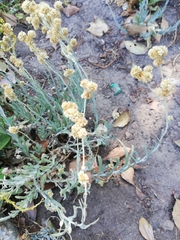 Pseudognaphalium undulatum