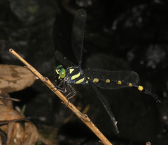 Macrogomphus kerri
