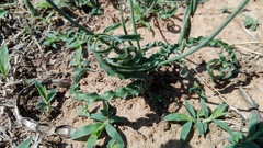 Dipcadi ciliare