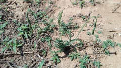 Dipcadi ciliare