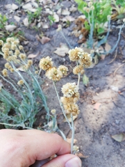 Pseudognaphalium undulatum