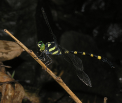 Macrogomphus kerri