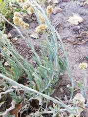 Pseudognaphalium undulatum