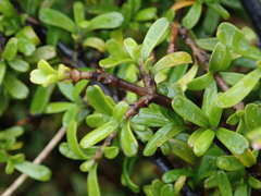 Coprosma cuneata