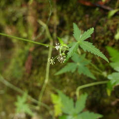 Hydrocotyle geraniifolia