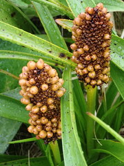 Bulbinella rossii