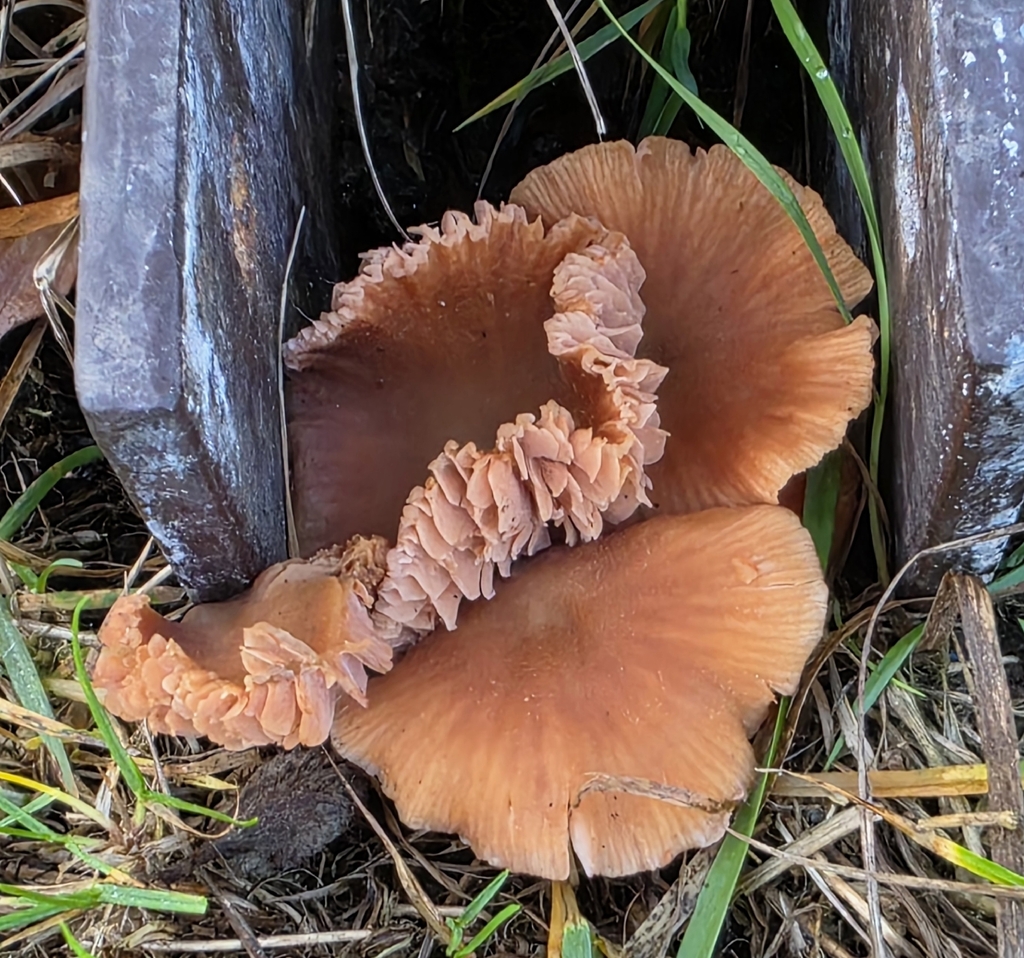 Laccaria