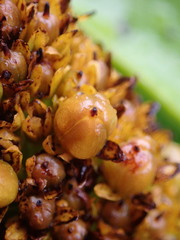 Bulbinella rossii