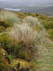 Chionochloa antarctica