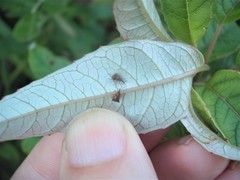 Oropterus coniger
