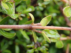 Coprosma ciliata