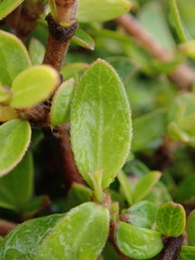 Coprosma ciliata