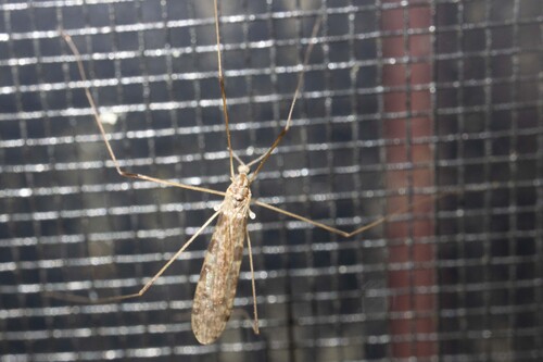 Unknown species found near Calais, VT, USA