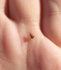 Oropterus coniger