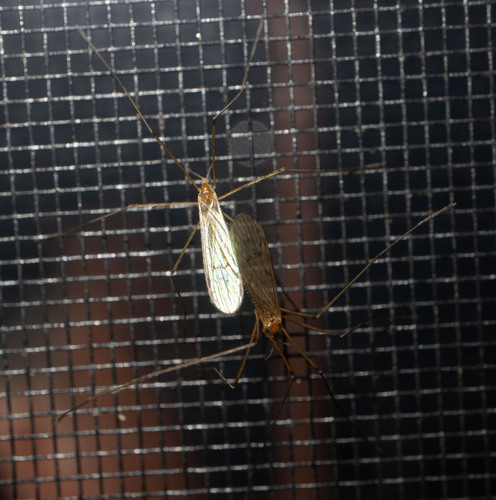 Unknown species found near Calais, VT, USA